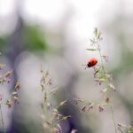 ladybug-5355655_1280